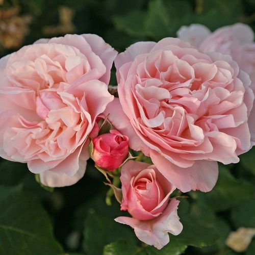 Bladoróżowy - Róże pienne - z kwiatami róży angielskiej - korona krzaczasta